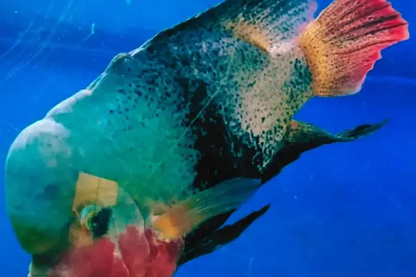 Aquarium & Museum of maritime tradition, Croatia