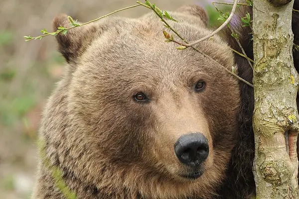 BärenPark Bern, Switzerland